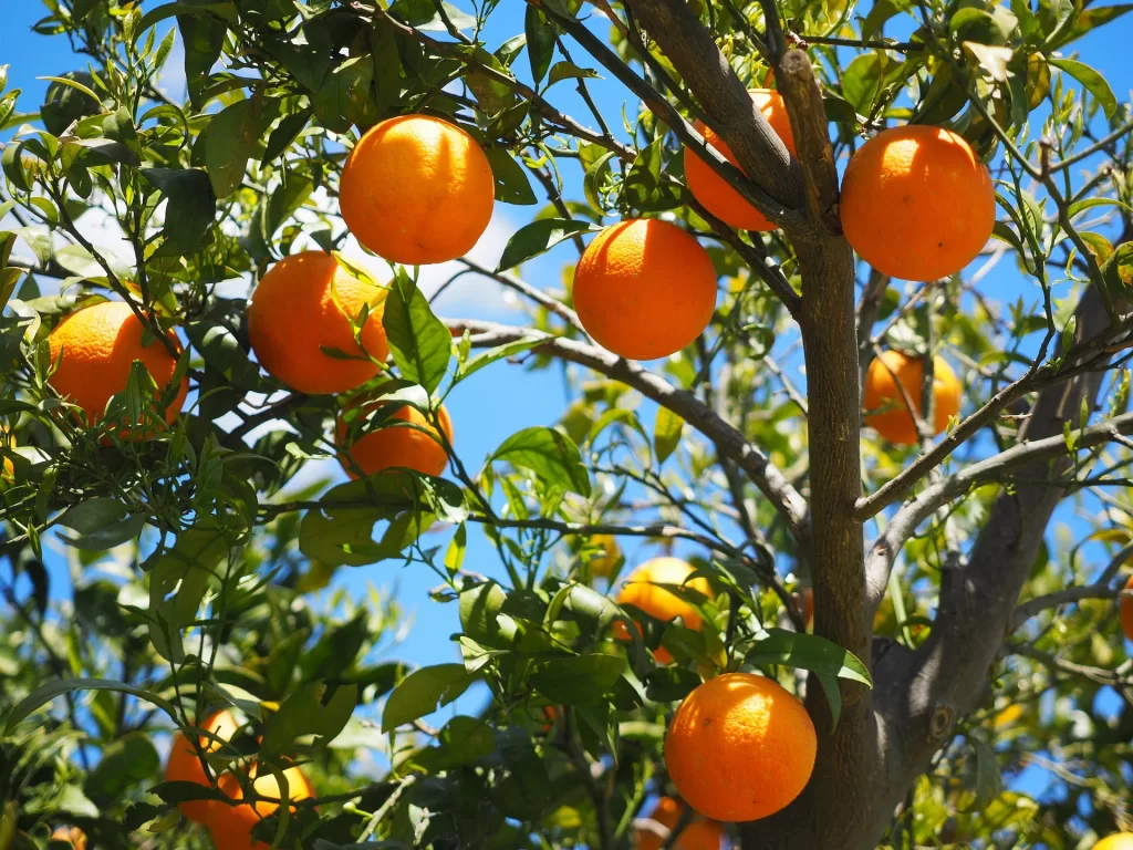 Enflasyon, Kaliforniya'da Zorlu Bir Narenciye Sezonu Yaratıyor