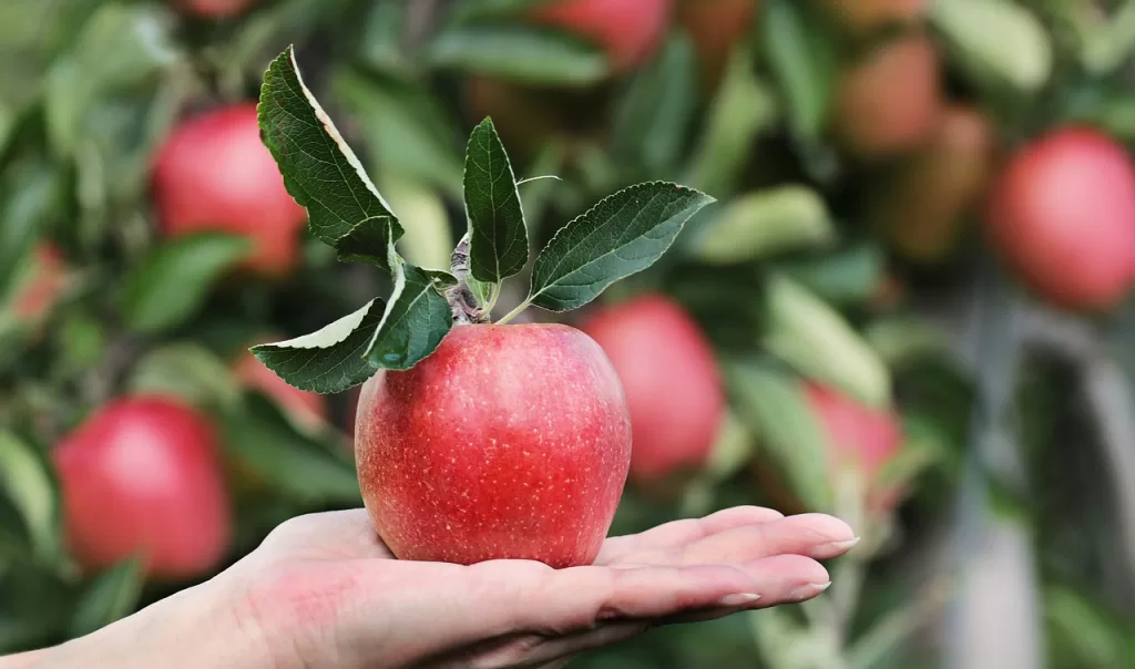 Yeni Zelanda Organik Elma, ABD Pazarındaki Yerini Güçlendirecek