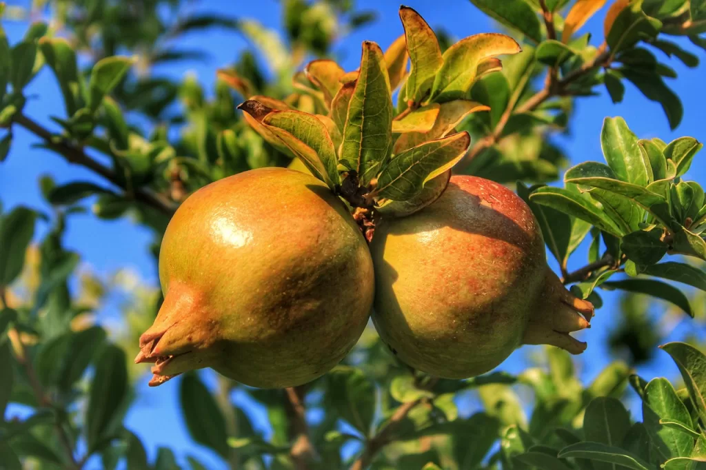 İtalya'da Nar Yetiştiriciliği: Masseria Fruttirossi Örneği