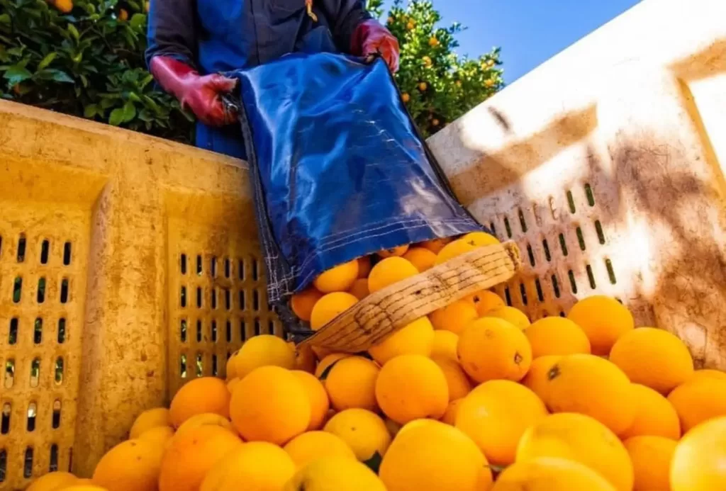 Güney Afrika Narenciye İhracatında Beklenenden Düşük Hacimler