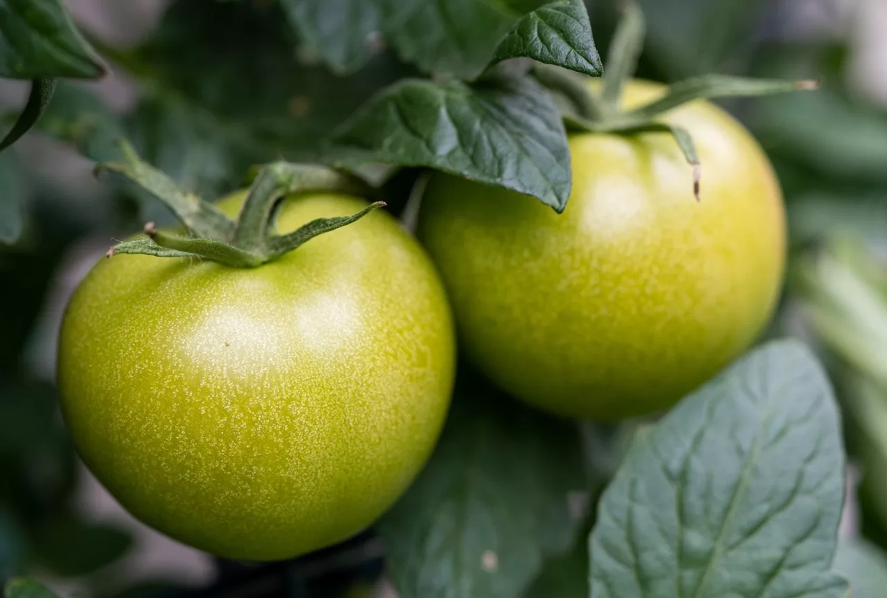 Tres Cantos Beefsteak Tomato Seeds