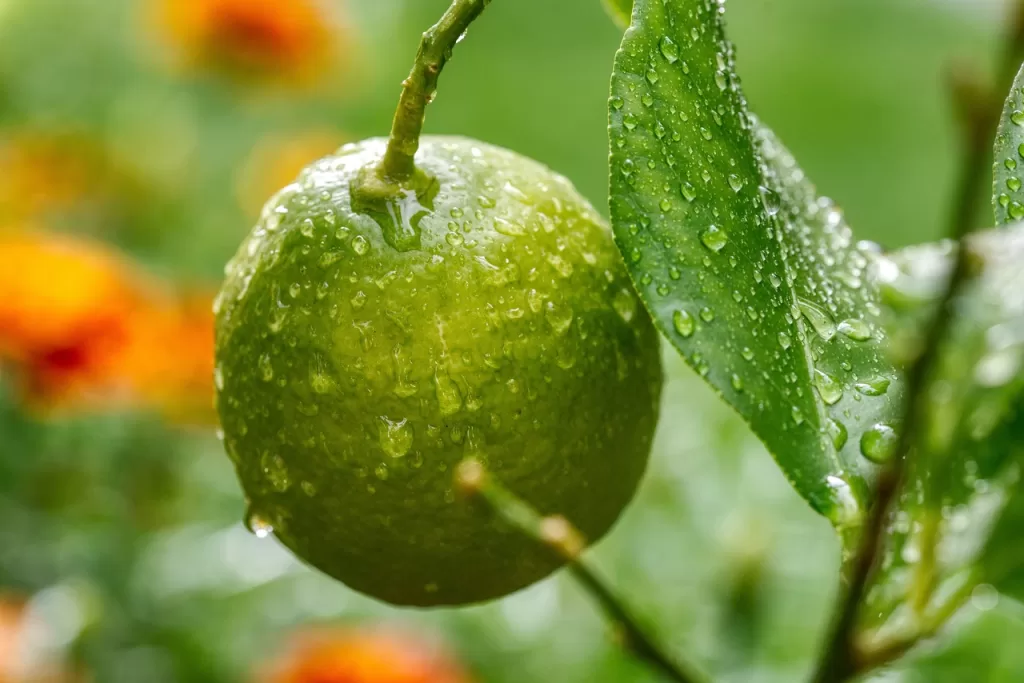 Adana’da Limon Dalında Kaldı