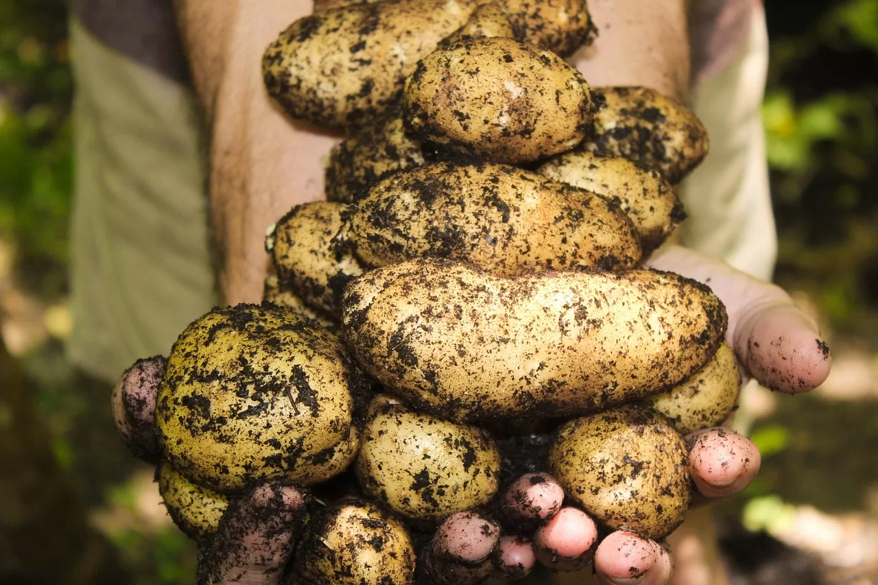 Avustralya Patates Endüstrisi 1 Milyar Dolarlık Rekoru Kırdı